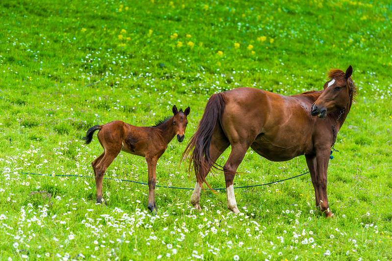 Horse and Foal