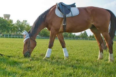 Horse Grazing in Field