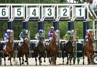 Horse race start gate