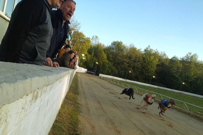 Greyhound Crowd