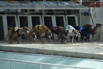 Greyhound Race Traps Open