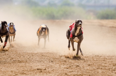 Greyhound Racing Flapping