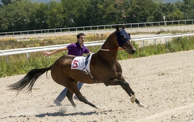 Horse Refusing to Race