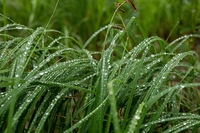 Wet grass