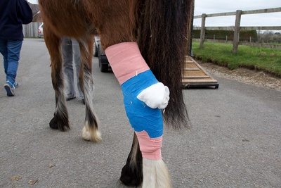 Injured Horse