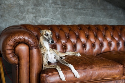 Greyhound on Sofa