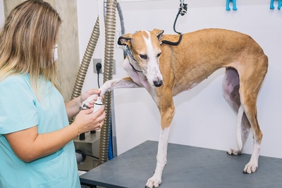 Greyhound Veterinary Care