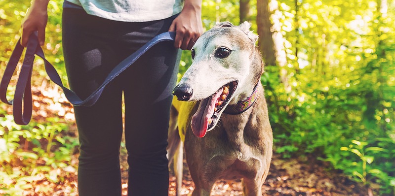 Greyhound Walk with owner