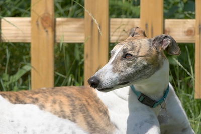 Happy Greyhound