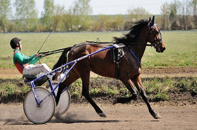 Harness Racing