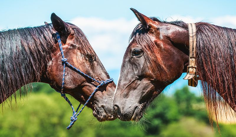 Two Similar Racehorses