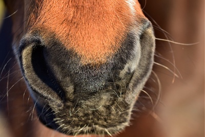 Horses Nose