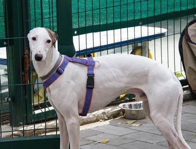 Greyhound in Kennel