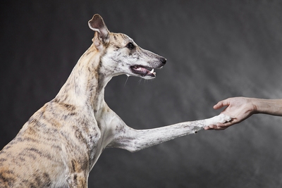 Greyhound Training