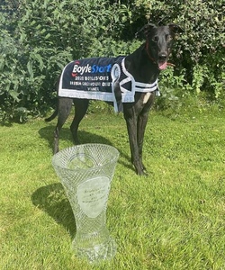 Irish Greyhound Derby Winner and Cup
