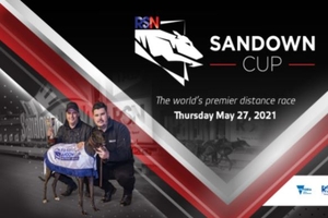 Sandown Cup Greyhound