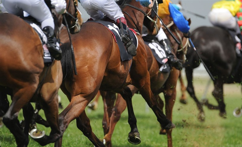 Horses from Behind