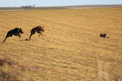 Greyhound Chasing Hare