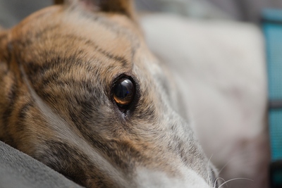 Greyhound Eyes