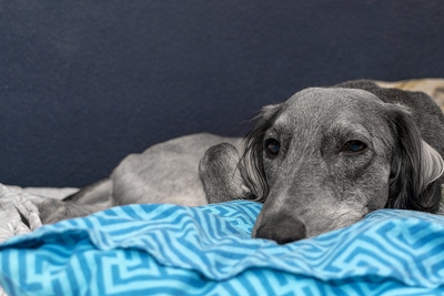 Greyhound Sleeping