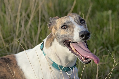 Greyhound Smiling
