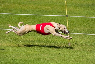 Greyhound Speed