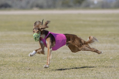 Saluki Racing