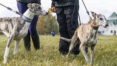 Whippets Coursing