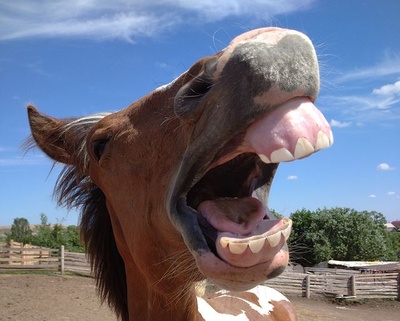 Horse Teeth