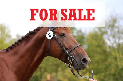 Horse For Sale