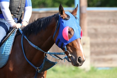 Horse Race Blinkers