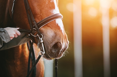 Horse with Nose Band