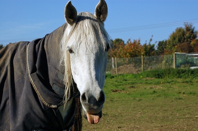 Horse Tongue Strap