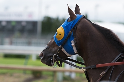 Horse with Visor