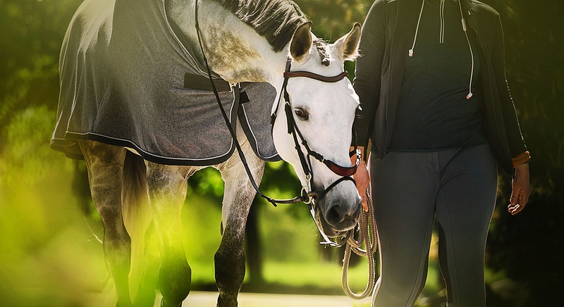 Horse Being Walked with head Down