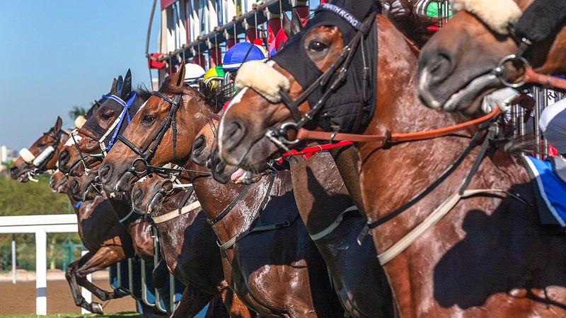 Horses at Start of Race