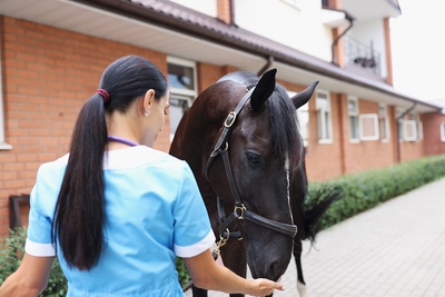 Vet Feeds Horse