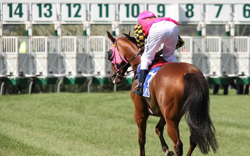 Young Horse Heading to Starting Gate