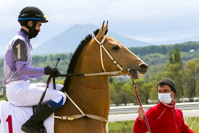 Young Race Horse