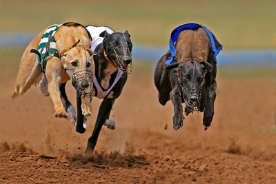 Greyhound Race Photo Finish