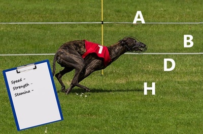 Greyhound Racing Grades