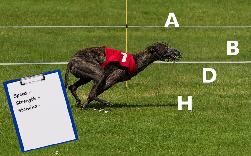 Greyhound Grades
