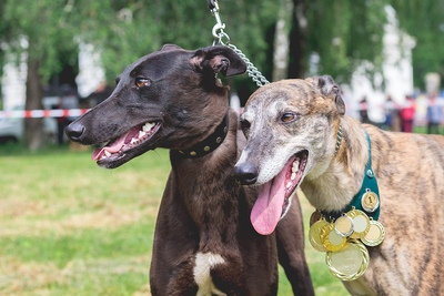 Greyhound medals