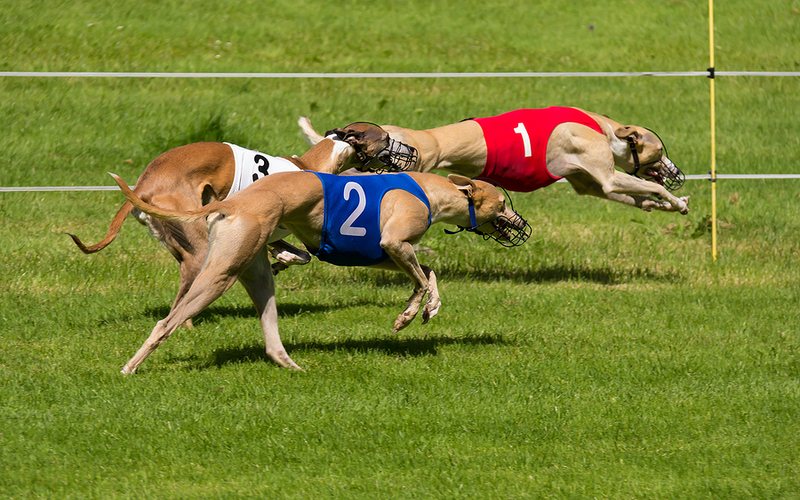 Greyhound Race