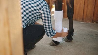 Injured Horse with Bandage