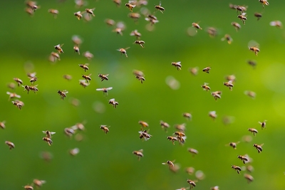 Swarm of Bees