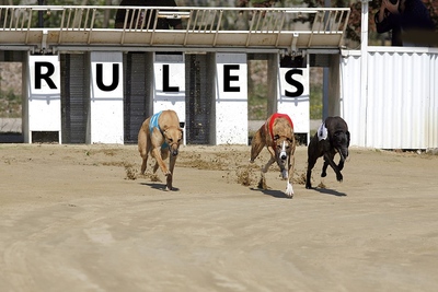 Greyhound Racing Betting Rules
