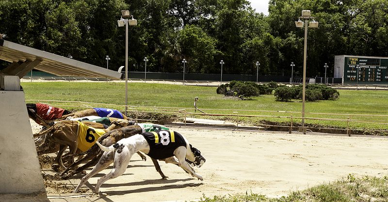 How to Bet on Greyhound Racing